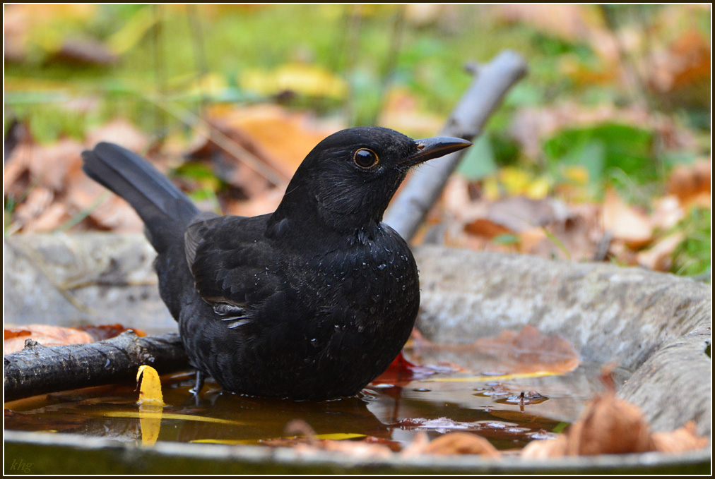 DSC 9513 Amsel