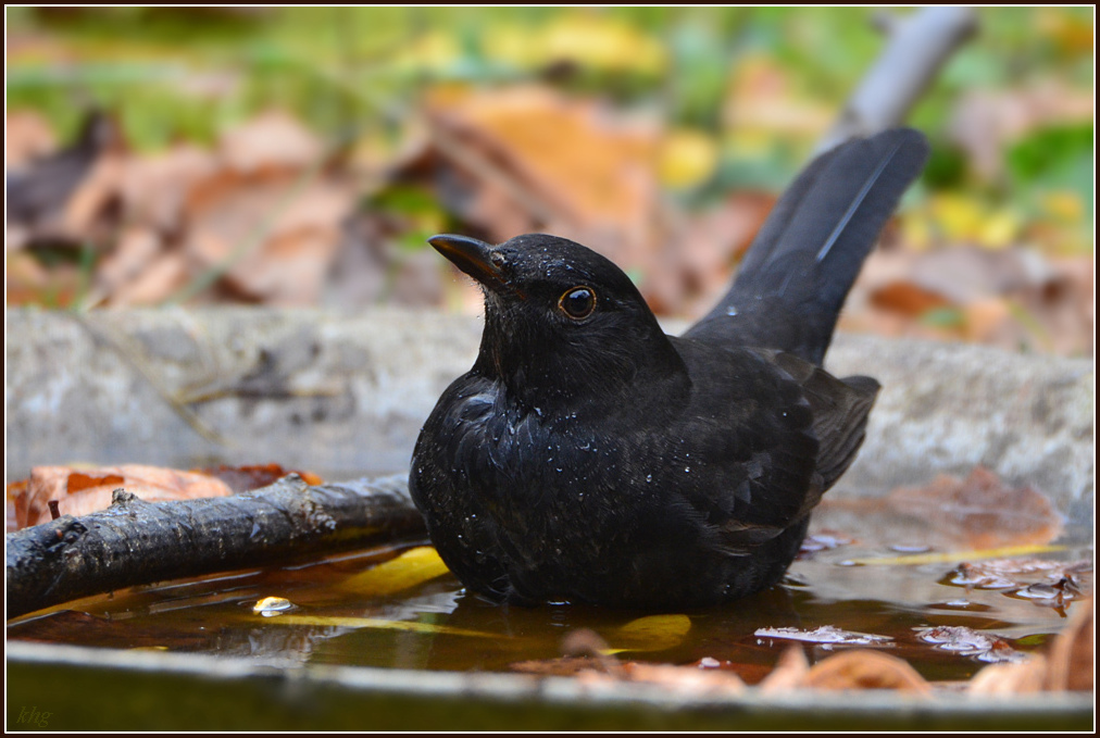 DSC 9515 Amsel