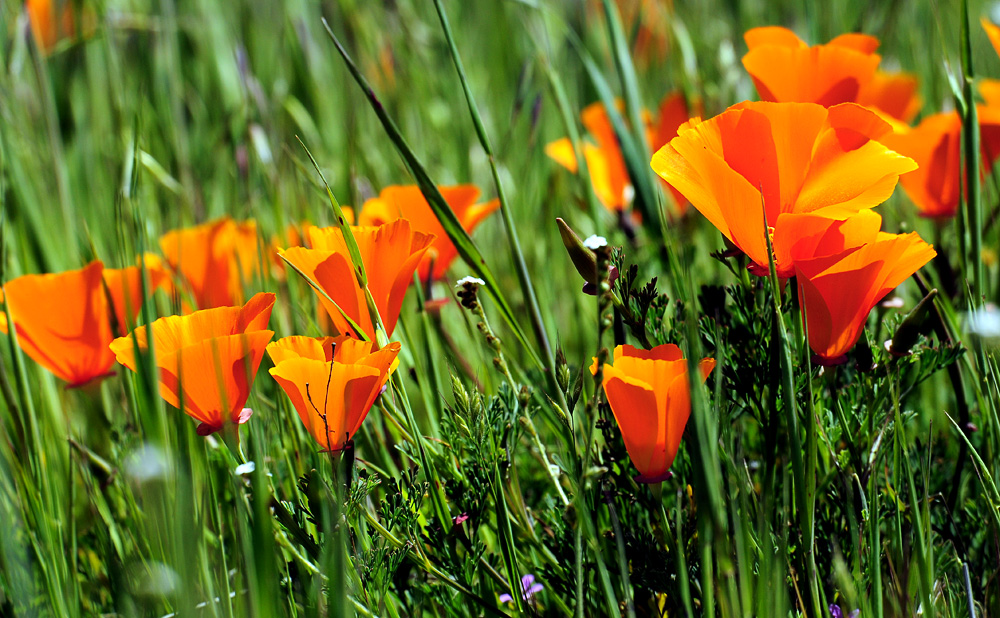 DSC 9535 California Poppies 1000