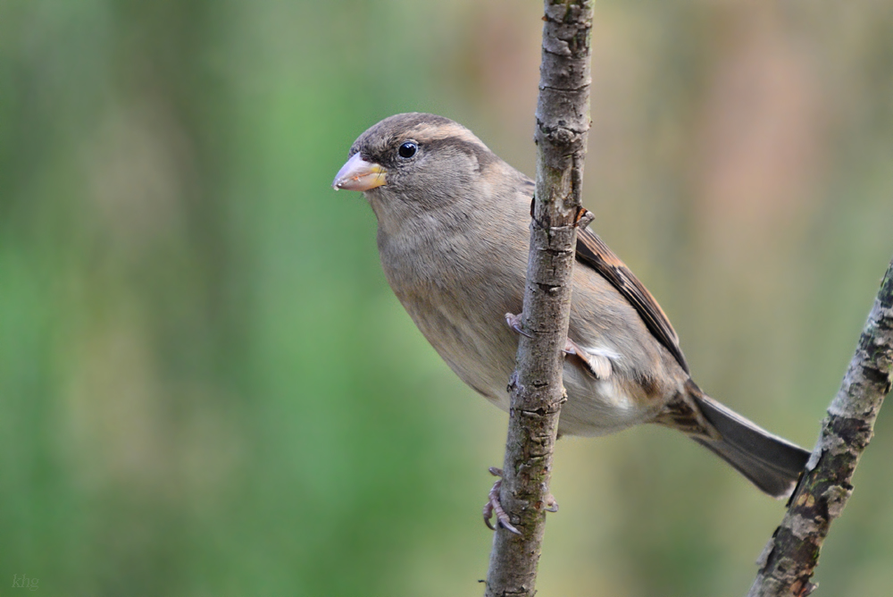 DSC 9615 khg