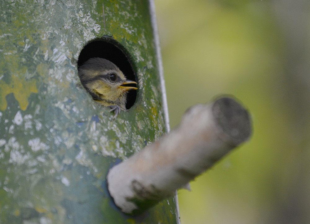 DSC 9633