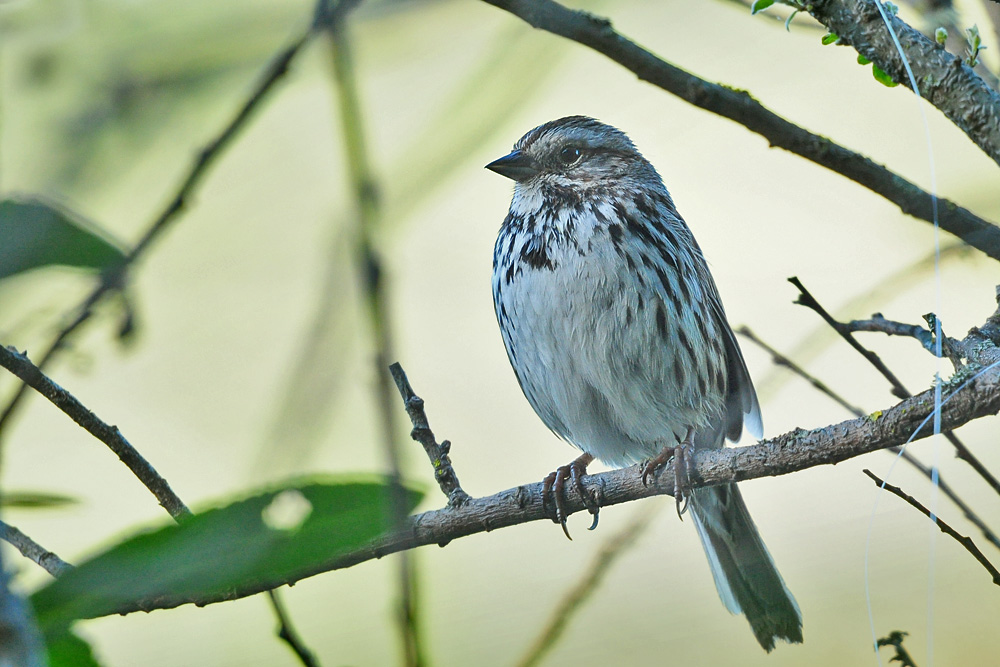 DSC 9634 Singammer 1000