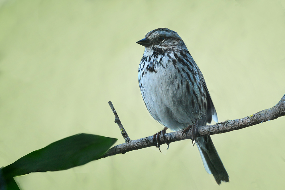 DSC 9634 Song Sparrow 1000 1