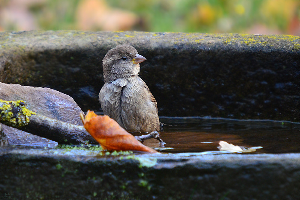 DSC 9637_khg