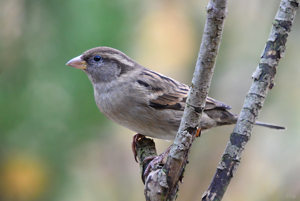 DSC 9709 khg