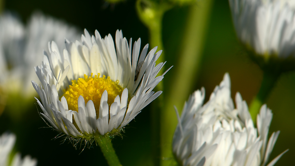 DSC 9761 Blume Wegesrand