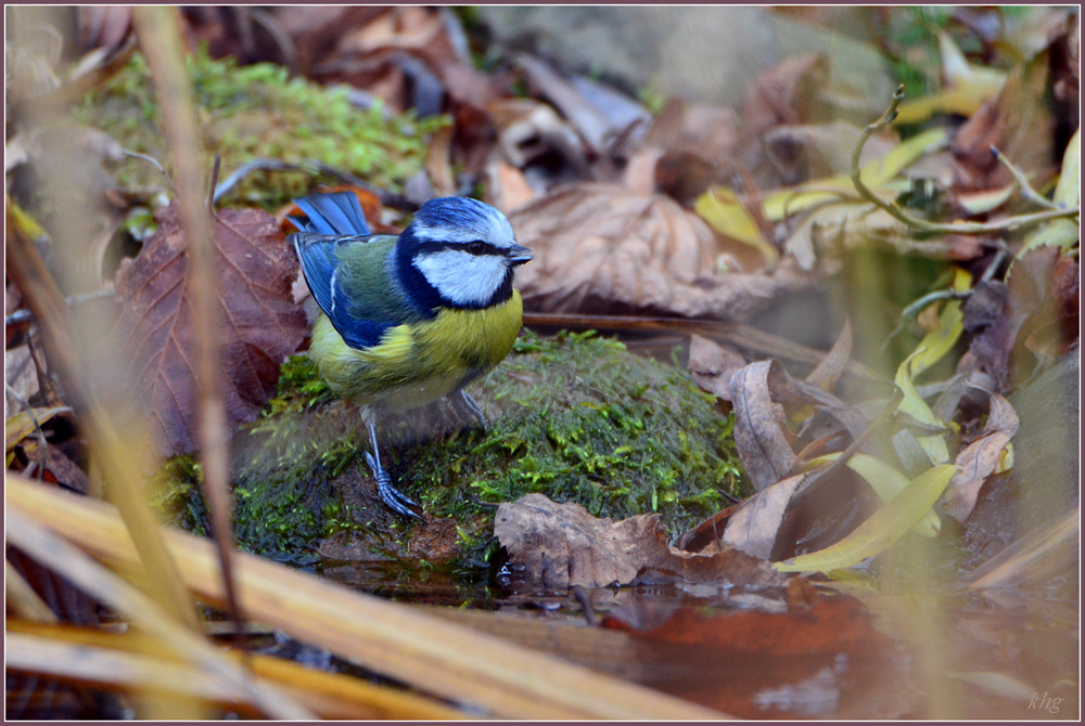 DSC 9813 Blaumeise