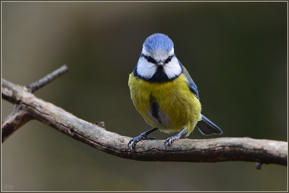DSC 9815 Blaumeise