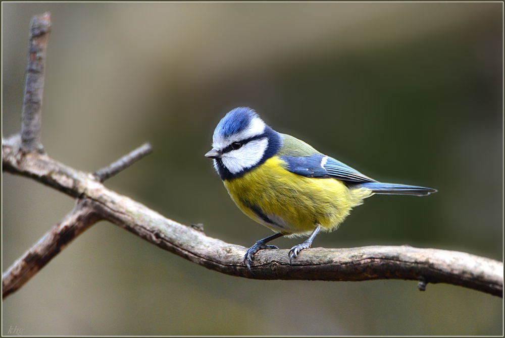 DSC 9816 Blaumeise