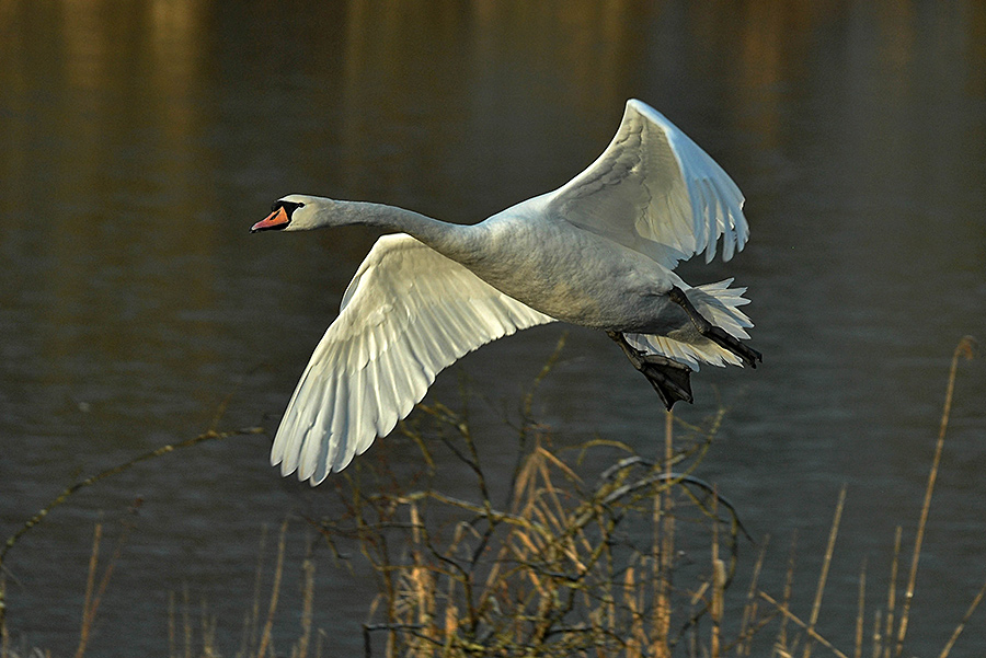 DSC 9863 Hoeckerschwan