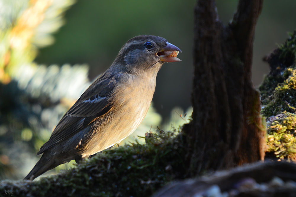 DSC 9919 khg
