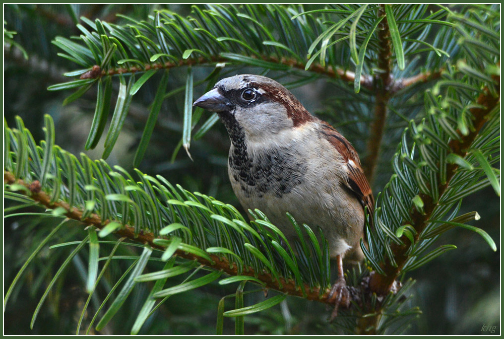 DSC 9956 Spatz