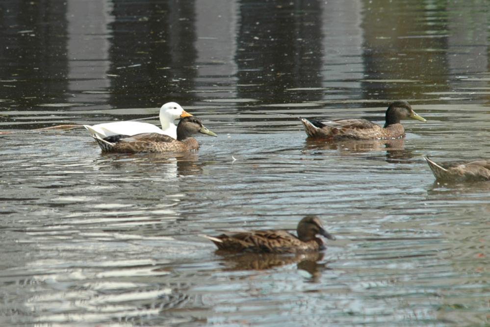 DSC 9964 Crop
Fokus lag bei der weißen Ente