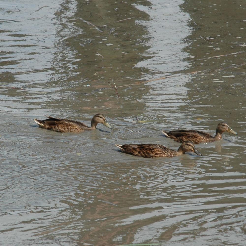 DSC 9971 Crop Mitte
Fokus lag auf linker Ente