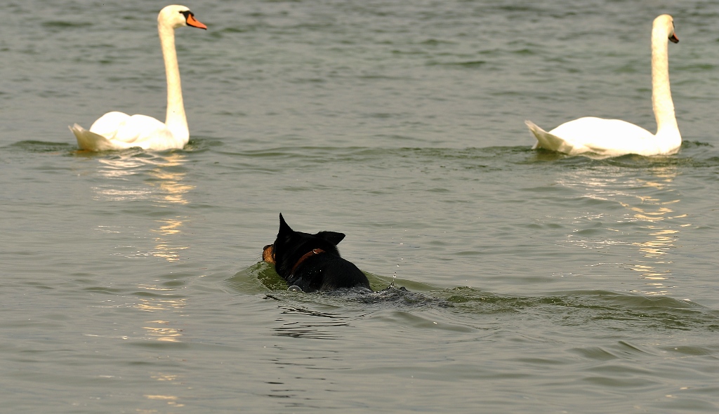 DSC 9971 nf