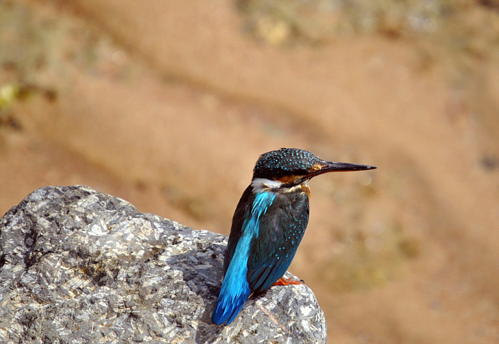 DSC Eisvogel002
