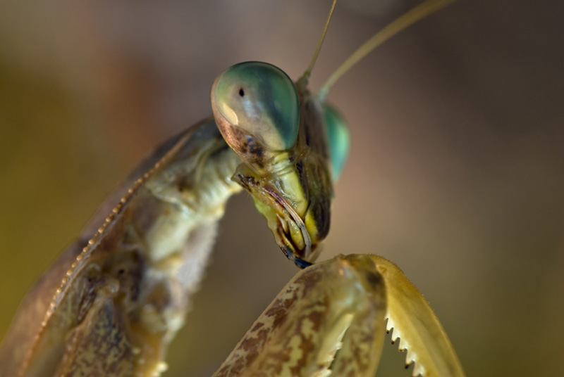 DSC Mantis Kopie