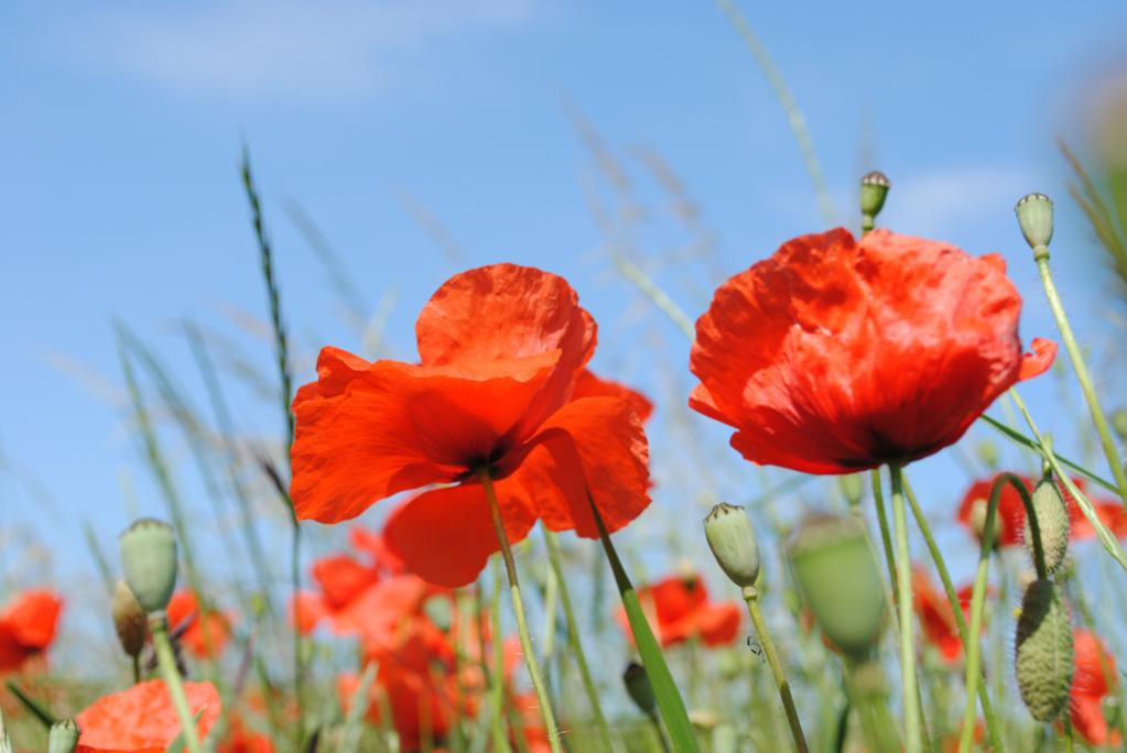 DSC Mohn