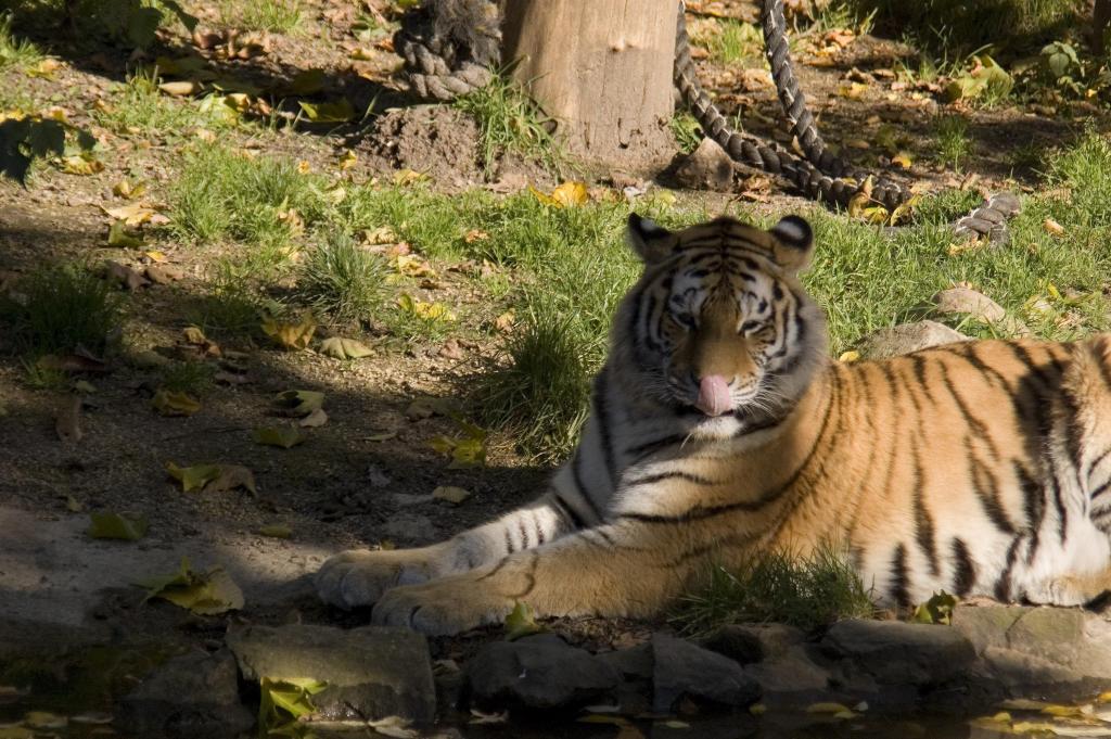 DSC Tiger
