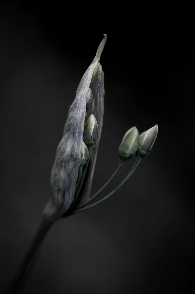 DSC00005747   
Die Geburt einer Frittilaria Persica   
D 700 + AF Micro Nikkor 105mm 2,8D   
105mm  f4  1/160  Iso1250   
22.5.2015  20:45