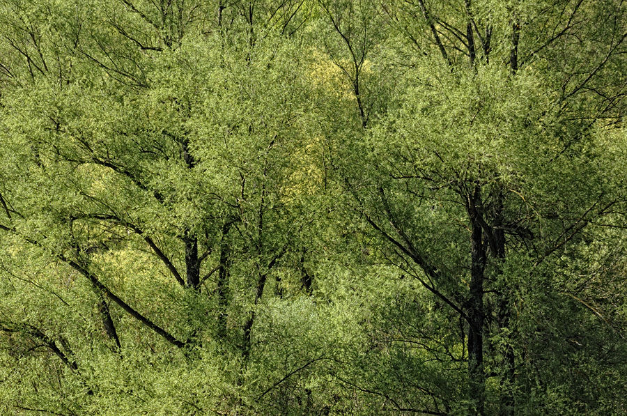 DSC0007