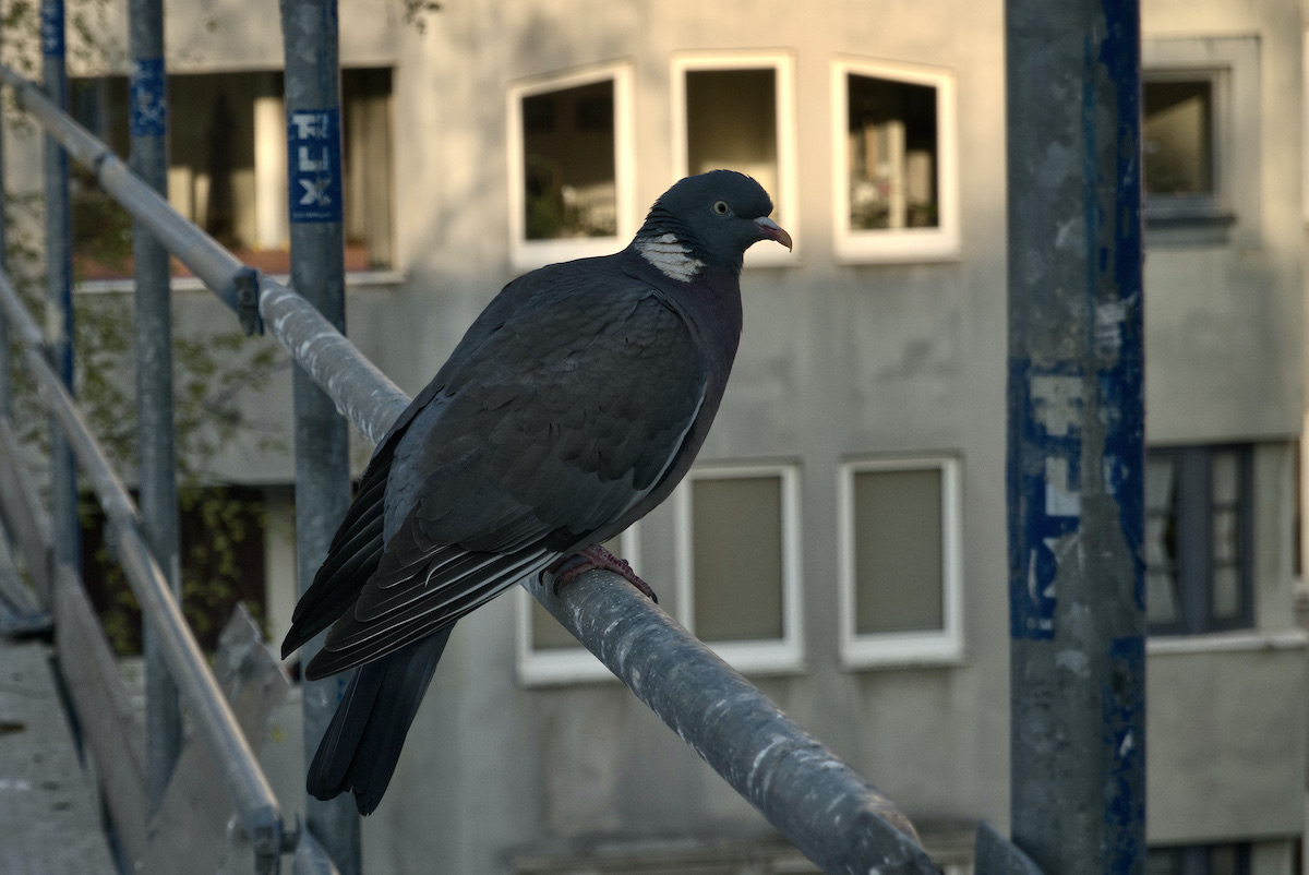 DSC00119.jpeg