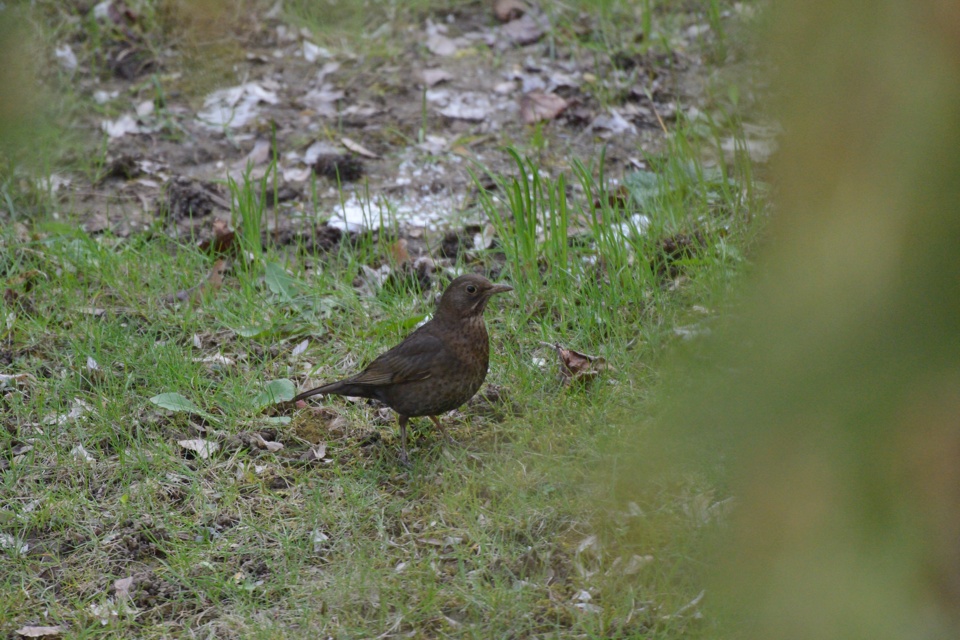 DSC0020 NF-F
AF-Test D800 an 200-400 mit TC-20E III