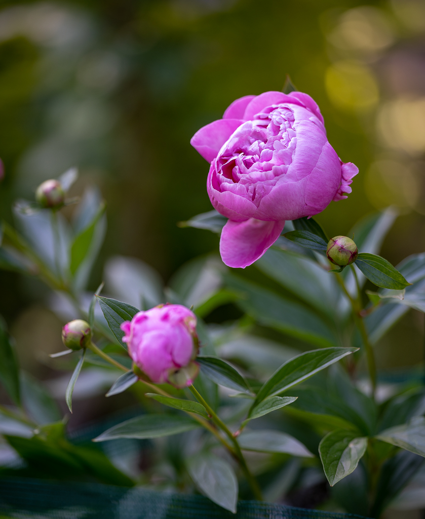 DSC01164.jpg