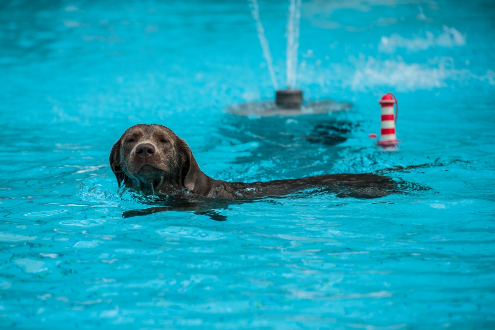 DSC018587 Postmünster Hunde am Pool 114