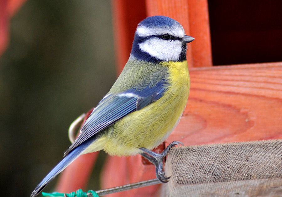 DSC0273e