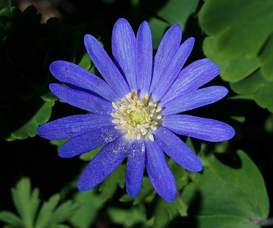 DSC02763 560