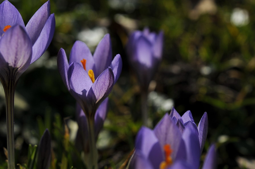 DSC0349aa