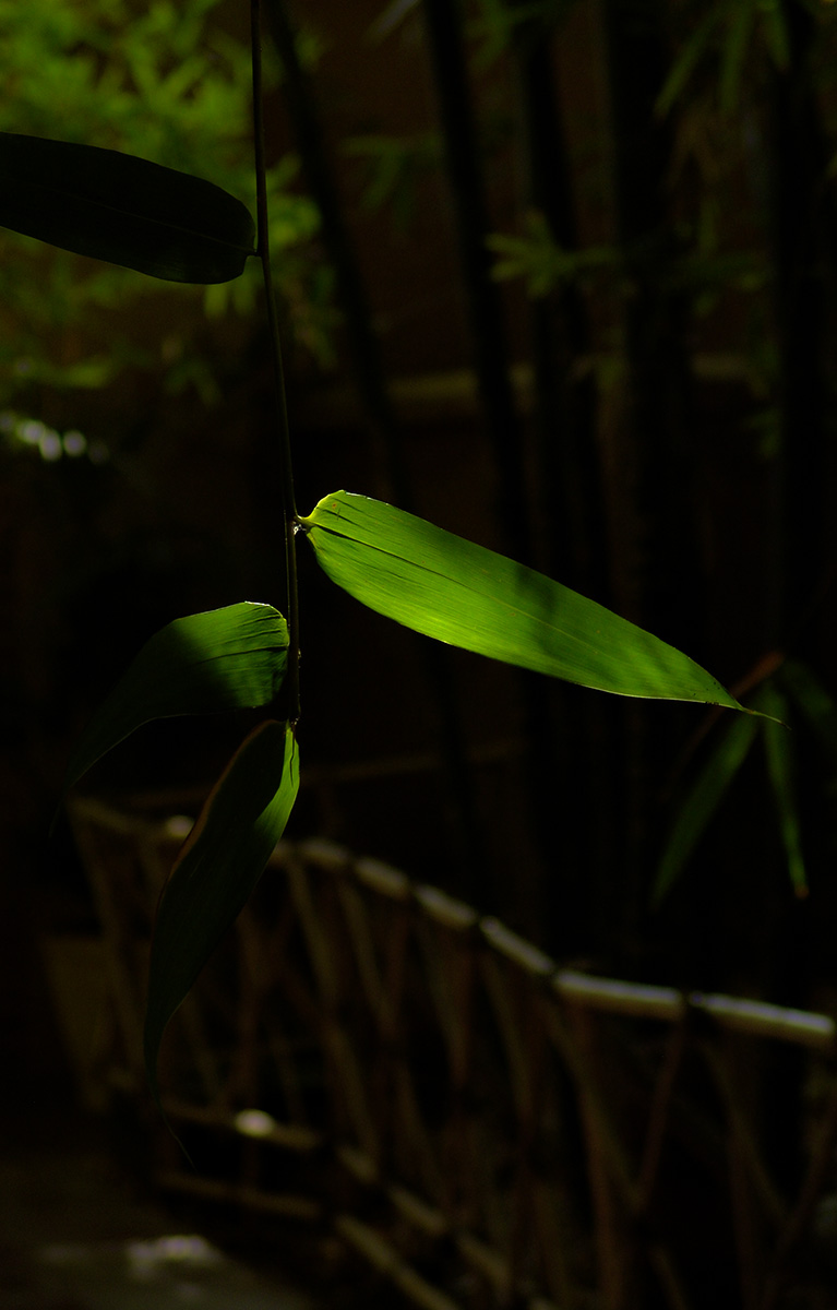 DSC04790.jpg