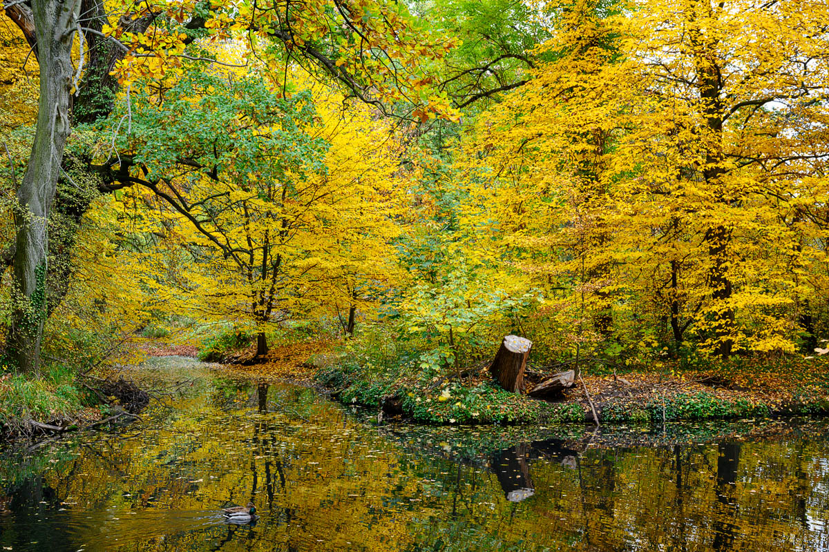 DSC0944 08 11 2018
Bäume, Wolfsburg, Natur, Landschaft
