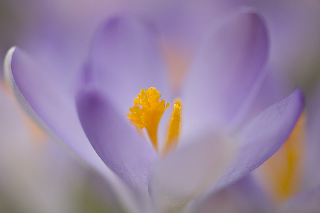 DSC0974   
Olympus OM Zuiko Auto-Macro 1:2 90mm
Iso 200  1/500  f 2