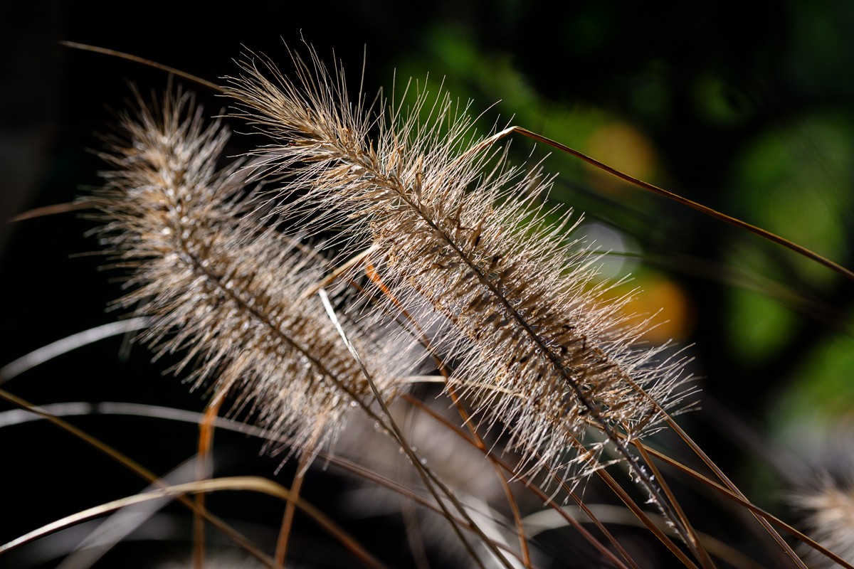 DSC1314 05 12 2018
Blüten, Nahaufnahme, Natur, Landschaft