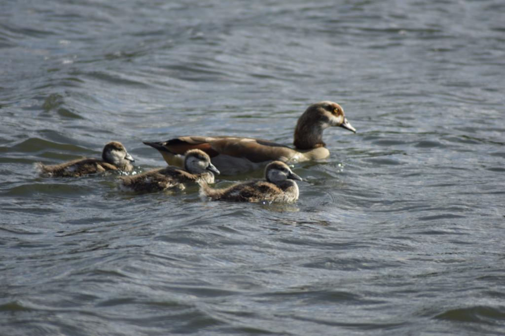 DSC1520 DxO