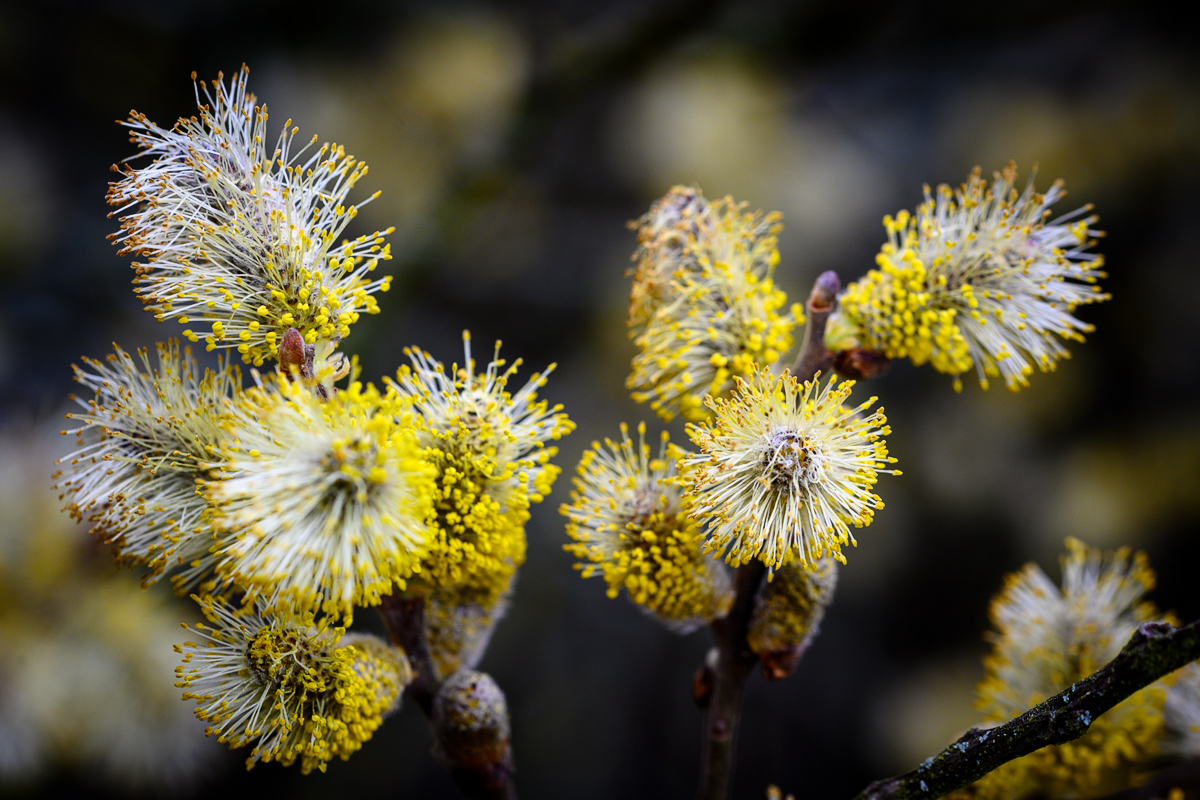 DSC1977 19 03 2019
Blüten, Nahaufnahme, Natur, Landschaft