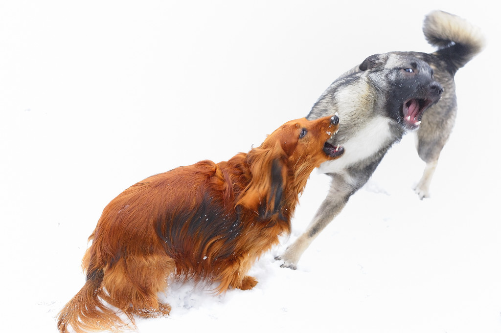 DSC24246 Hunde 1001