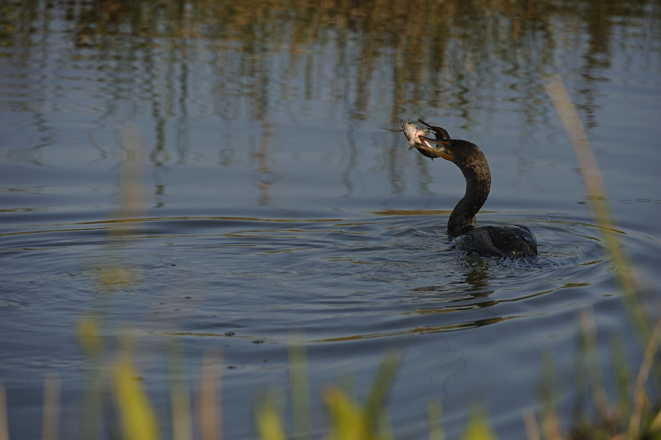 DSC2567 NF F
Everglades