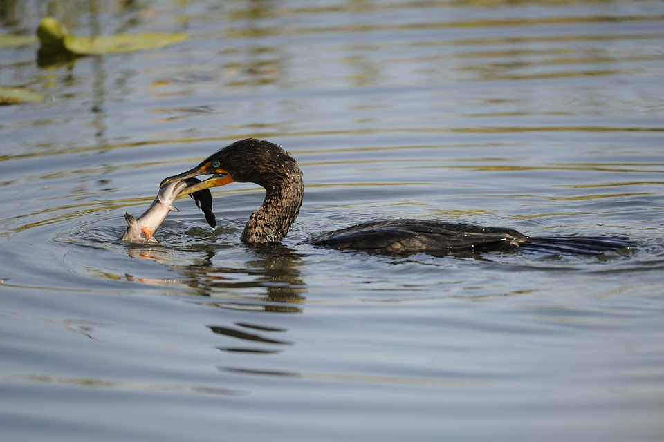 DSC2572 NF F
Everglades