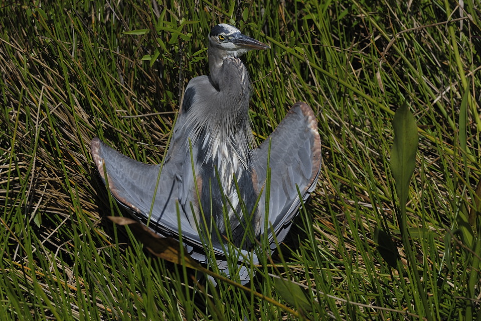 DSC2612 NF F
Everglades