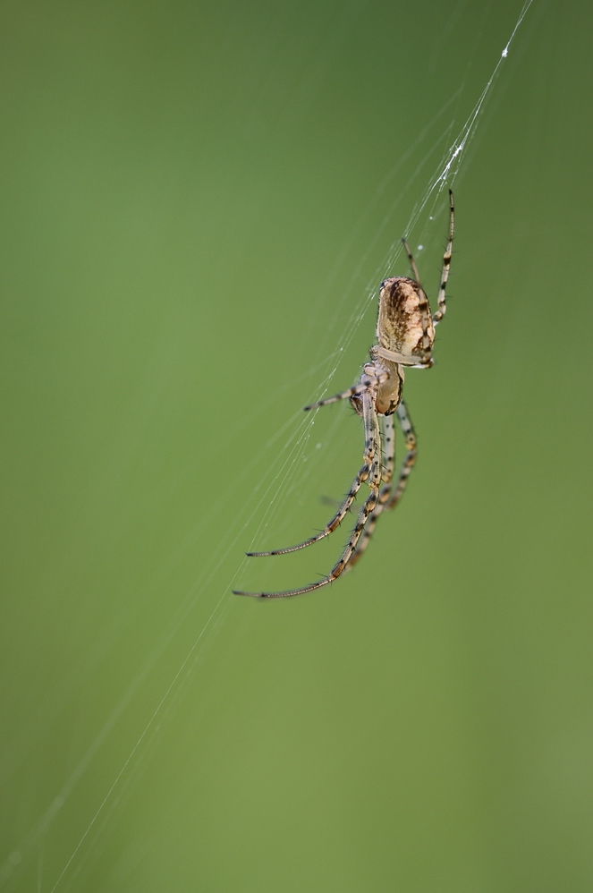 DSC2636 Spinne 01092009 klein