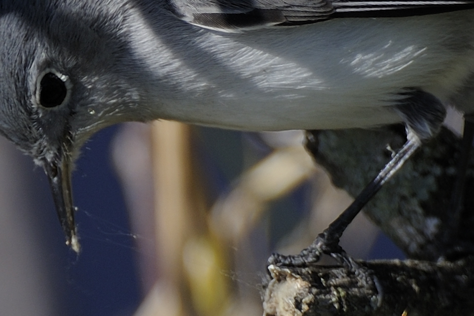 DSC2860 100% NF F
Everglades
200-400+TC-17E II, Offenblende
100% Crop
