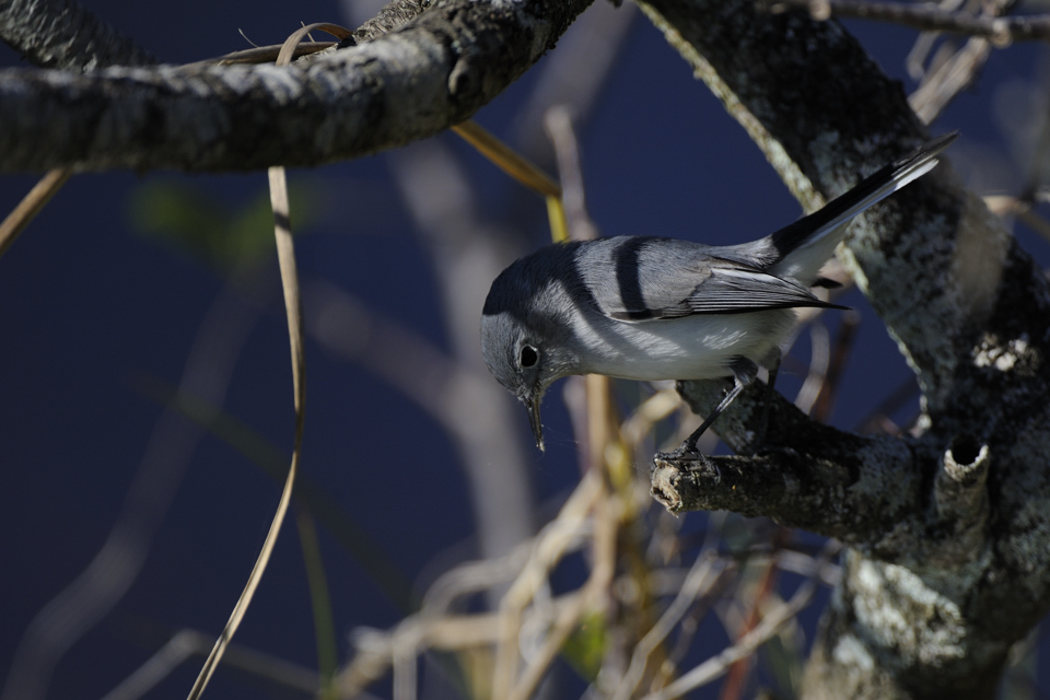 DSC2860 NF F
Everglades
200-400+TC-17E II, Offenblende