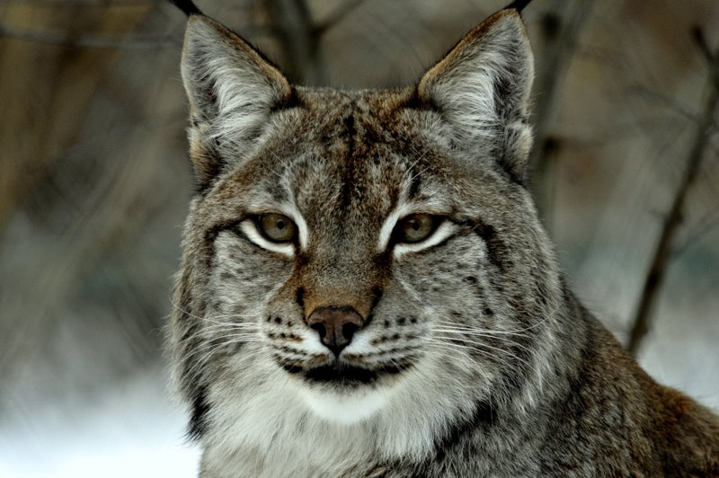 DSC2874
Luchsportrait