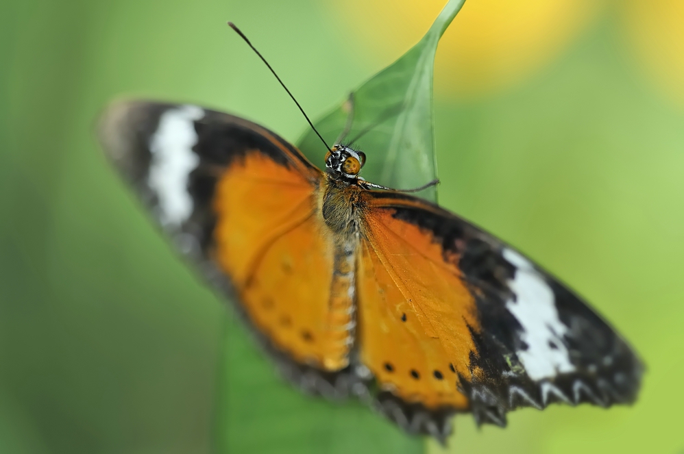 DSC3069 Schmetterling2 18022009 Groß klein