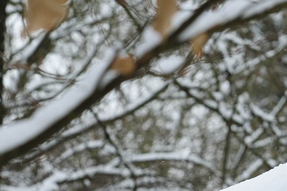 DSC3299 NF F
Bokeh bei Fokusdistanz 7,94m, Blende 8 und Brennweite 113,1mm
100% Crop