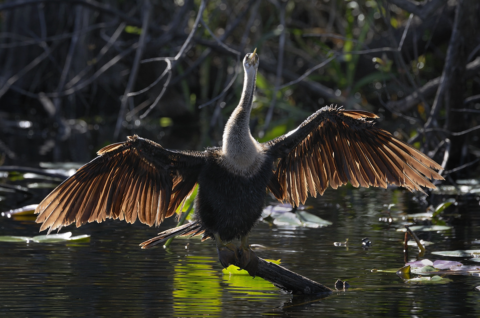DSC3321 NF F
Everglades