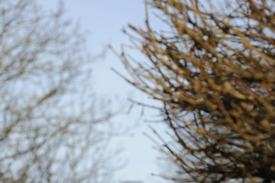 DSC3461 NF-F
2.0/200mm VR
Bokeh bei Fokusdistanz 8,41m und Blende 5.6